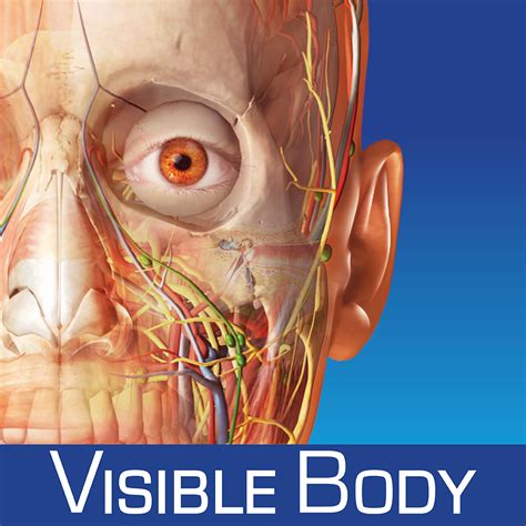 Explore the Neck Anatomy in a free and downloadable 3D Model.
